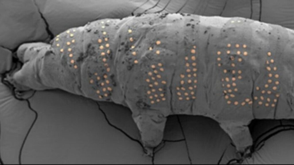 Nanoteknolojide devrim: Mikroskobik su ayılarına dövme yaptılar