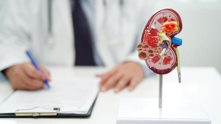 Boşaltım Sistemi Nedir, Görevleri Nelerdir? Boşaltım Sistemi Organları Hangileridir?