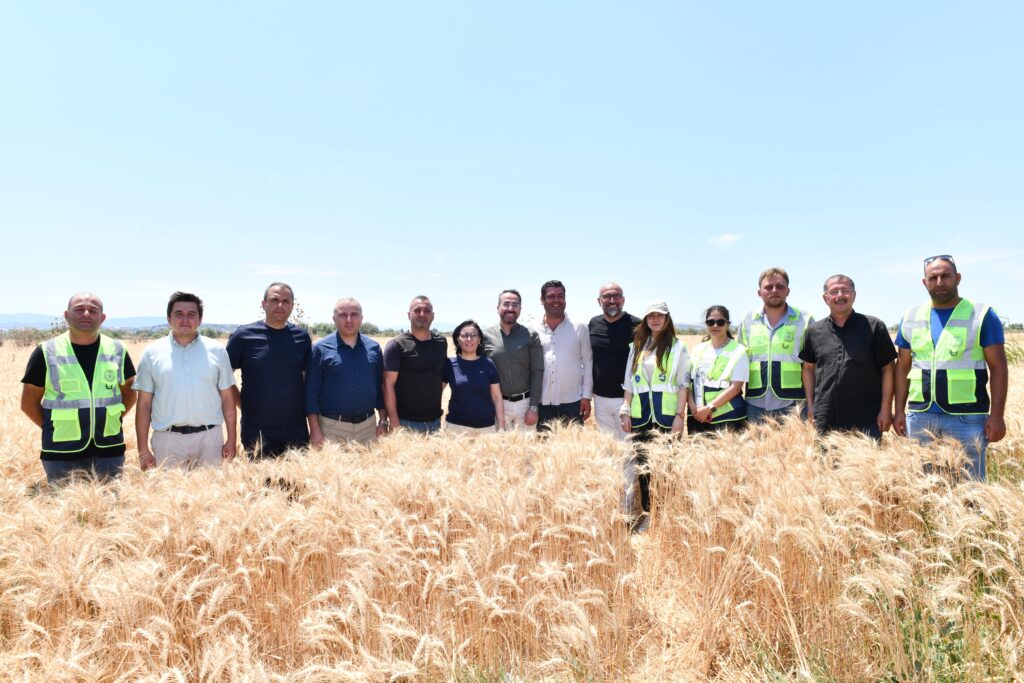 Mustafakemalpaşa’da Buğday Hasadı Başladı