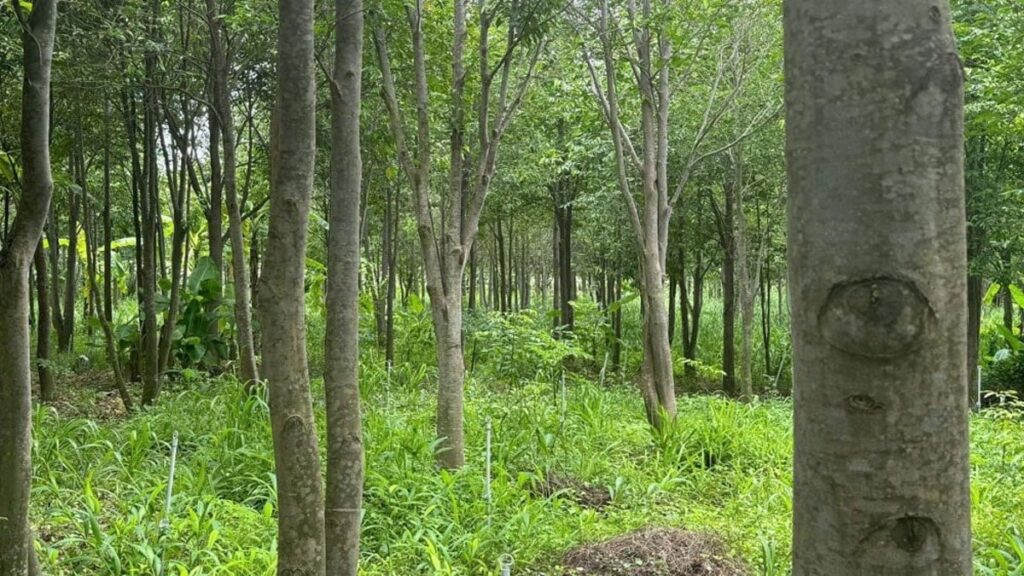 10 gramı altından 100 kat daha değerli: Dünyanın en pahalı ağacı