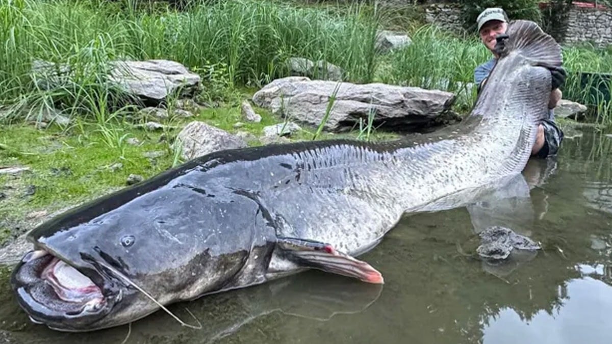 50 dakika mücadele etti: Ülkenin en büyük balığını yakaladı