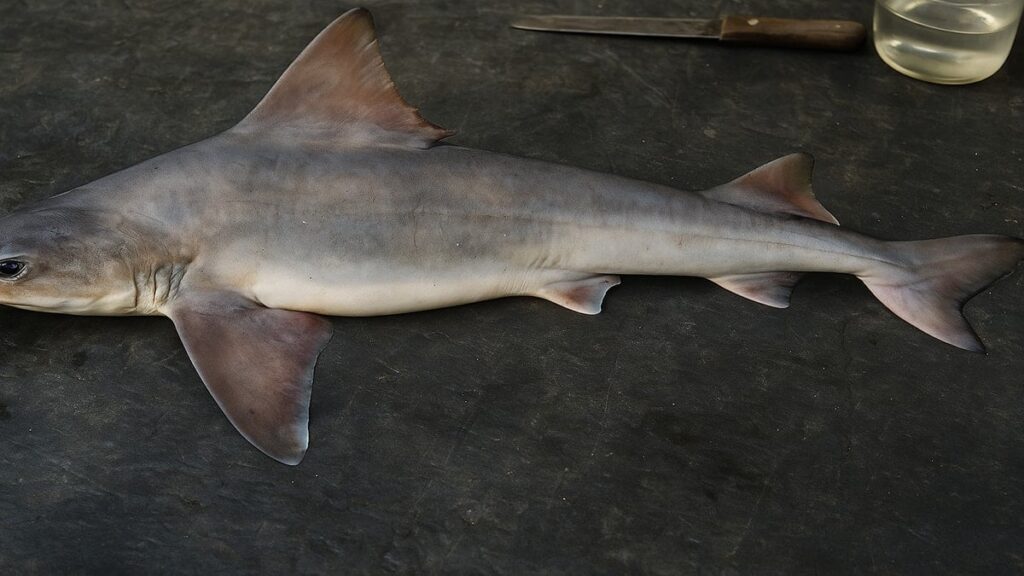 50 yıldır kayıptı, yeniden ortaya çıktı