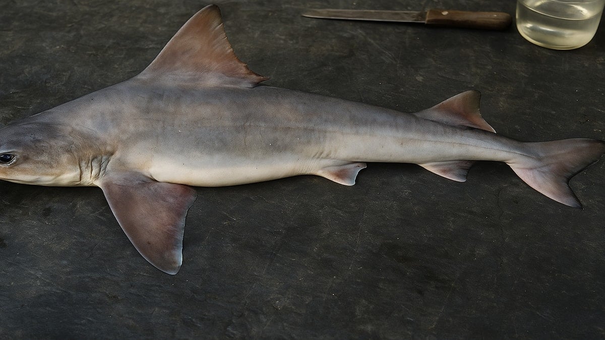 50 yıldır kayıptı, yeniden ortaya çıktı