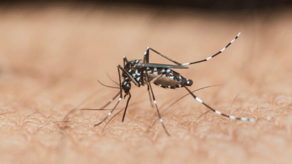 Avrupa’da sivrisinek alarmı: Salgınlar rekor seviyede, virüs yayılıyor