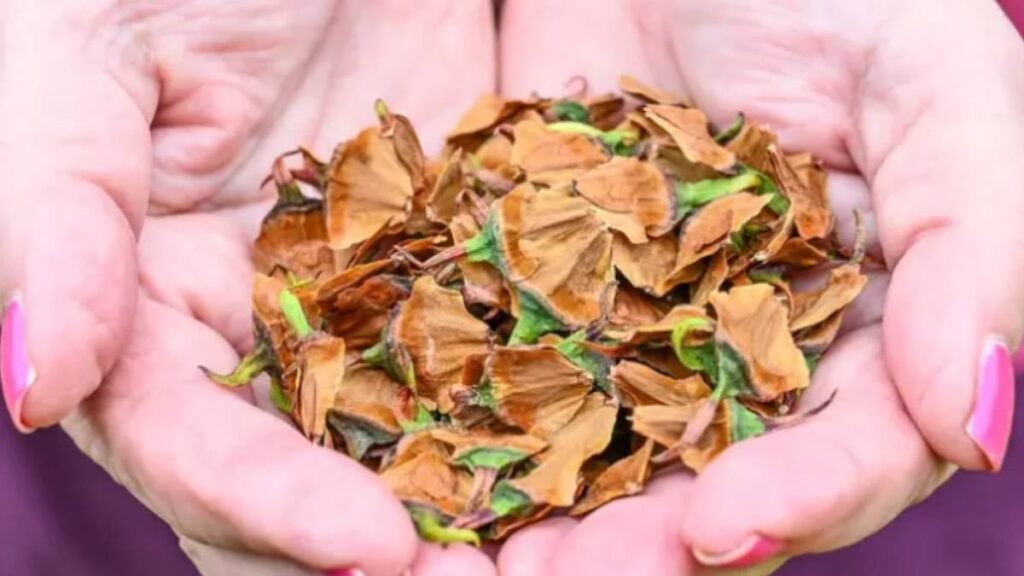 Bahçesindeki tarih öncesi ağaç birden meyve verdi: Para ağacı deniliyor, ilk hasatta servet sahibi oldu