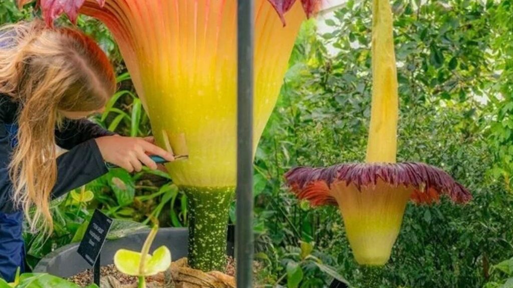 Bu çiçeği koklayan hayata küsüyor: 35 yıl sonra yeniden çiçek açtı