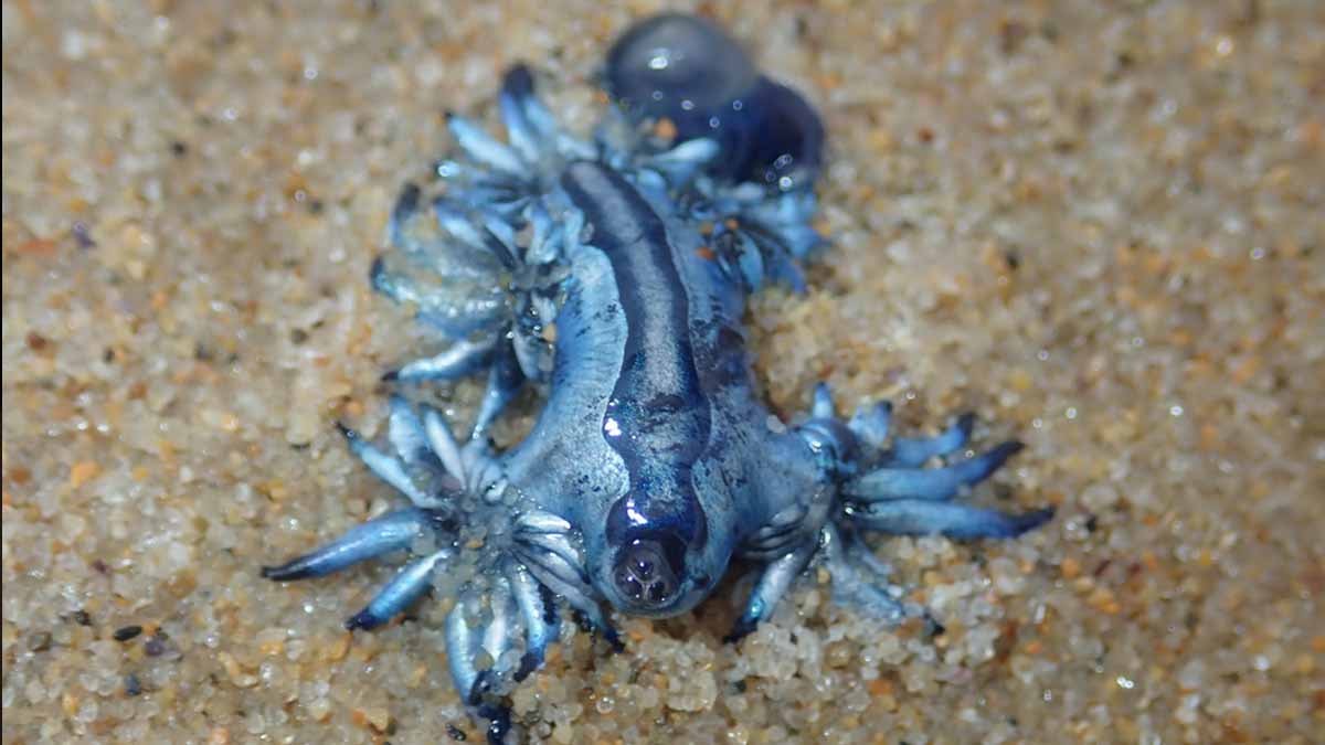 Canavar 300 yıl sonra geri geldi, o kadar zehirli ki 3 cm’lik boyutuna bakmaksızın koca plajı kapattırdı