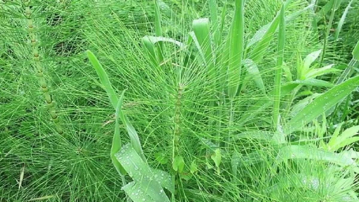 Doğada kendiliğinden yetişiyor, hasat eden kilosunu 5 bin liraya satıyor: Ağrı kesiciden daha etkili