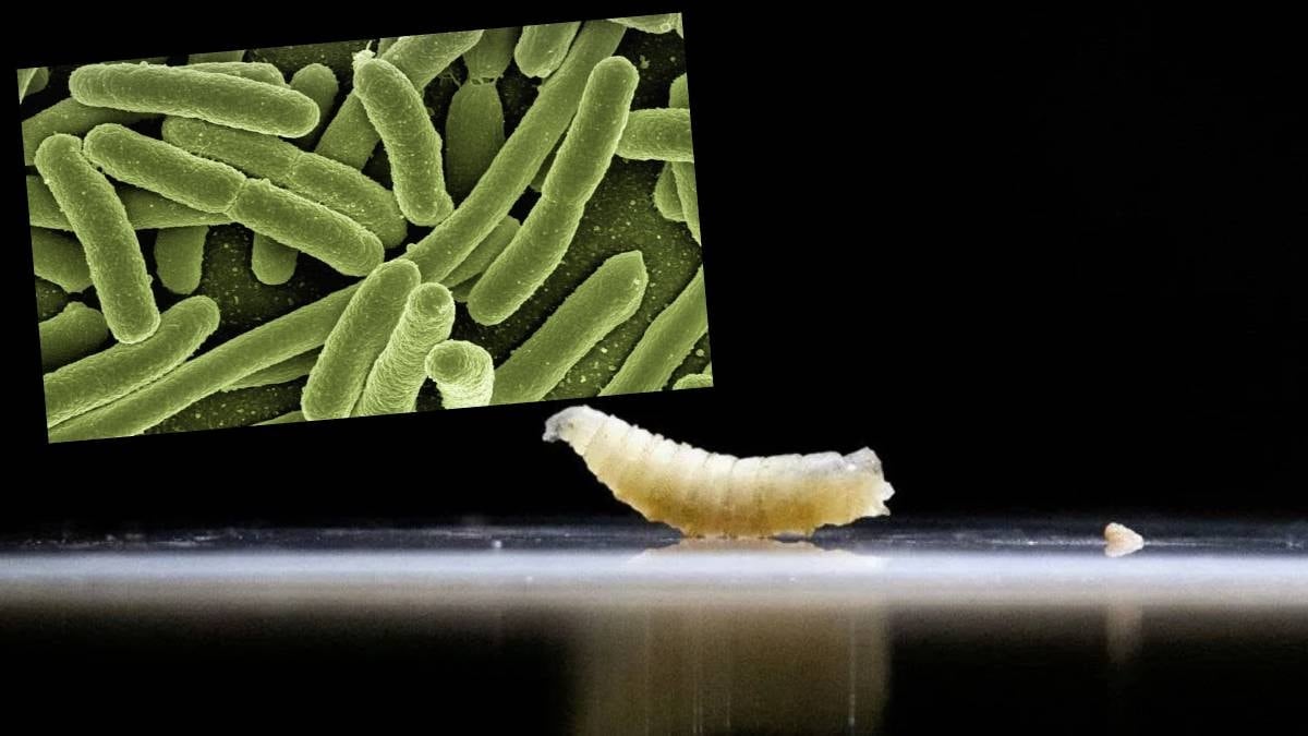 Et yiyen kurtçuk tehlikesi  hızla yükseliyor: Vaka sayısında patlama oldu, Türkiye’ye de yayıldı mı?