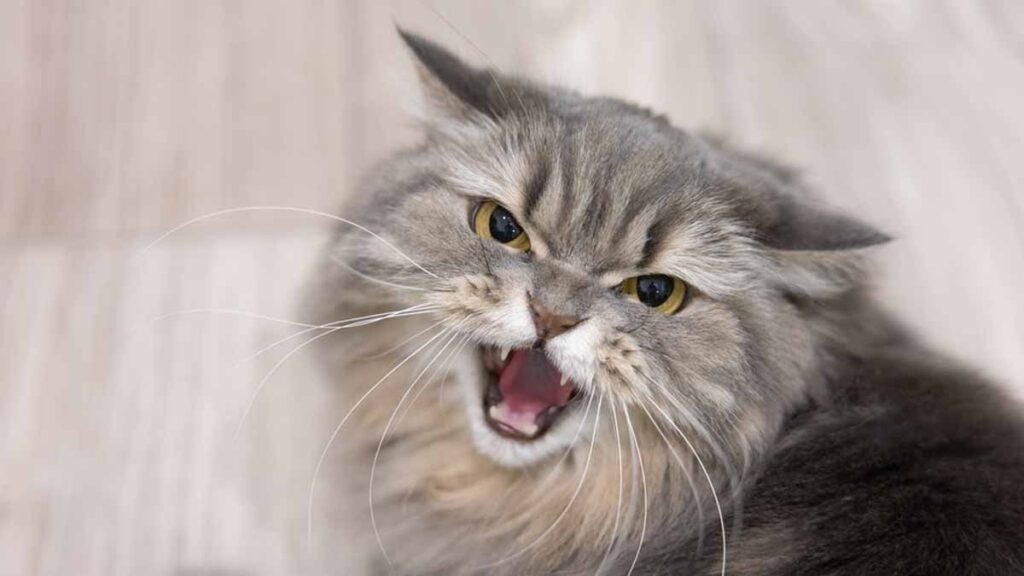 Kedilerin dillere destan özelliği, İHA’lara ilham oldu