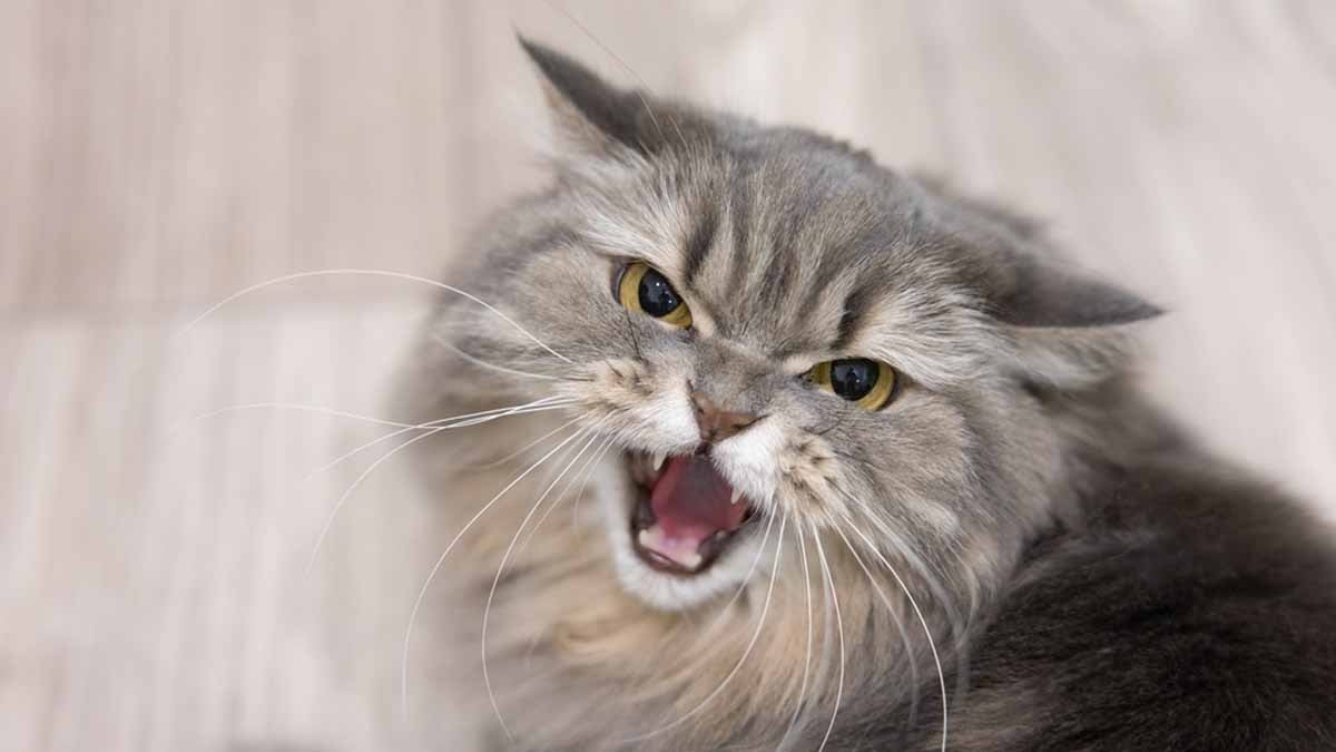 Kedilerin dillere destan özelliği, İHA’lara ilham oldu