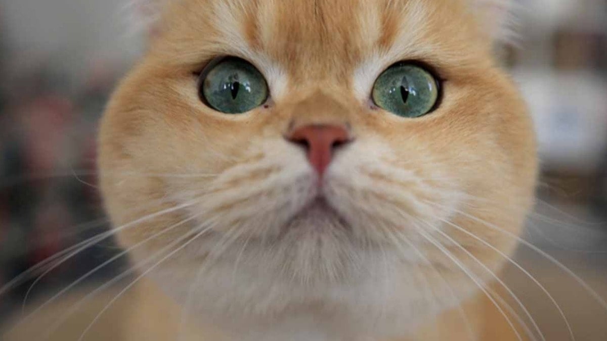 Kedisi miyavladı diye 5.500 TL ceza ödedi