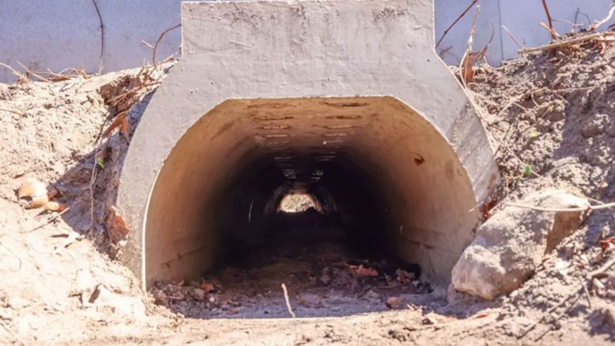 Rahatça çiftleşsinler diye özel alt geçit inşa edildi