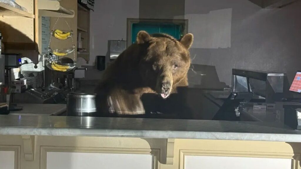 Tatlı krizine giren dev ayı dondurmacıyı bastı: Bir aromanın hayranı oldu