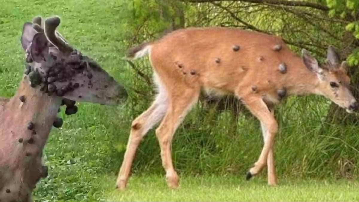 Tavşan, sincap derken şimdi de geyikler… Siğiller her taraflarını sardı, akıllarda tek soru; insana bulaşır mı?
