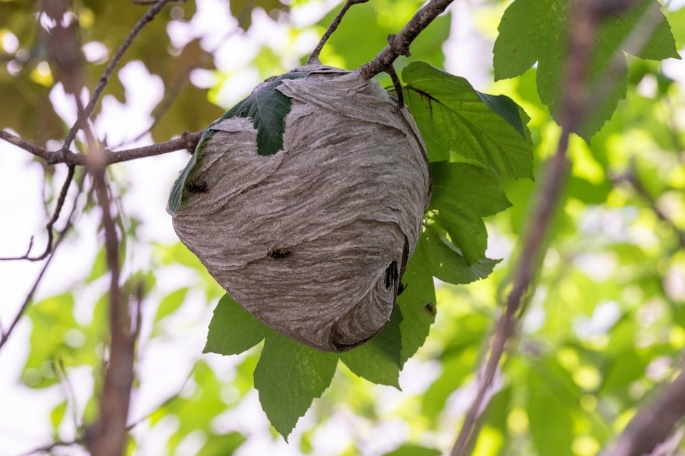 Ülkede koruma altına alındı: Öldürmenin cezası 50 bin Euro