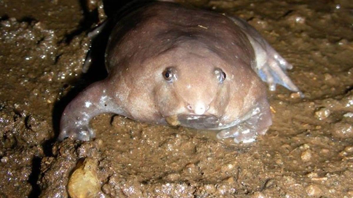 Yeni bir hayvan keşfedildi