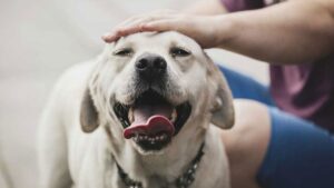 1 Ocak’ta başlıyor: Köpekler için günlük vergi uygulanacak