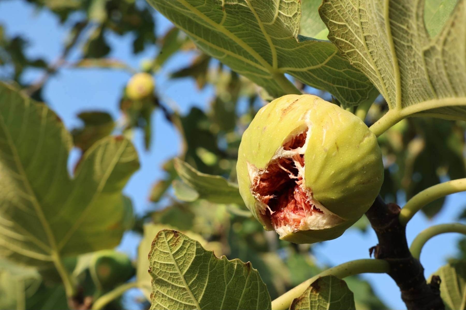 11. Akçalar İncir Festivali 14 Eylül’de