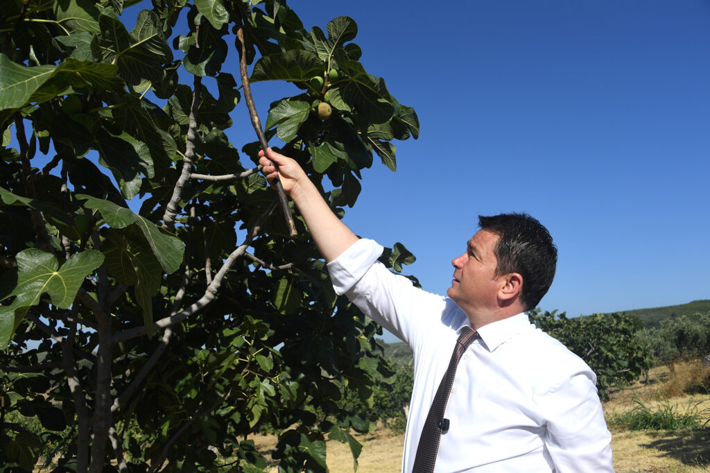 Osmangazi’den dünyaya açılan lezzet “Bursa Siyah İnciri”