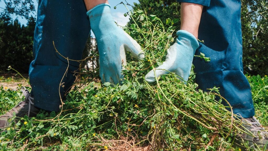 Bahçede ot yolarken milyoner oldular