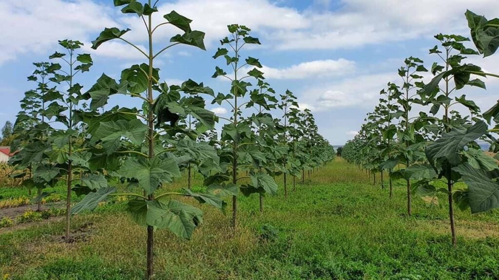 Çiftçilere servet vaat ediyor: Paulownia ‘Sihirli Ağaç’ mı, yoksa yeni ‘Bitcoin’ tuzağı mı?