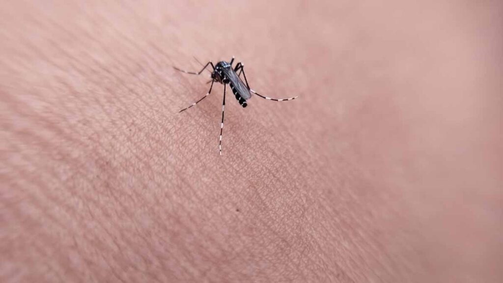 Dang humması taşıyan sivrisinek tespit edildi