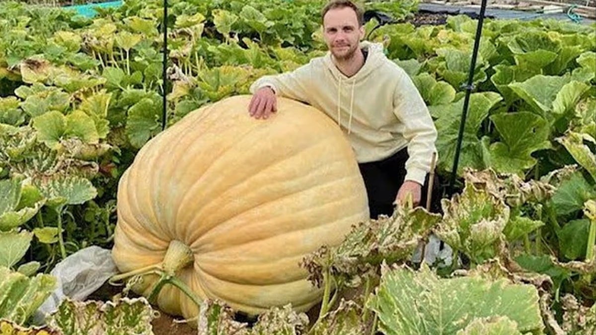 Dev balkabağı tarlayı ele geçirdi: Üç fil yavrusundan bile daha ağır