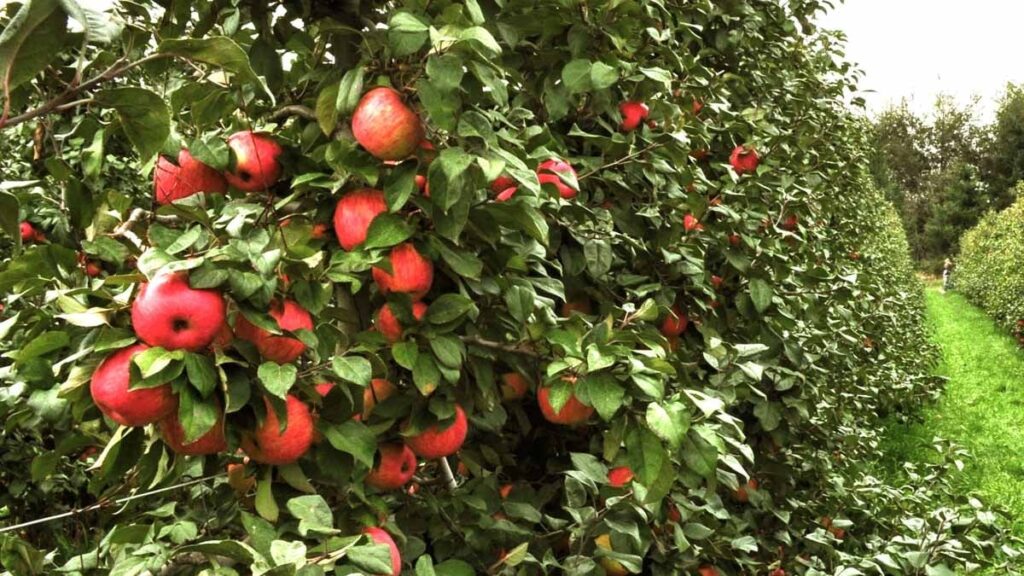 Elma deyip geçme, 7 binden fazla çeşidi var ve Michelin yıldızlı şeflerin tek tercihi ise bu…