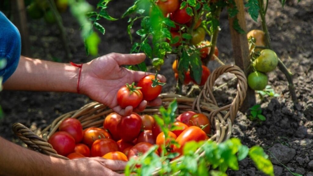 Her gün çorba yapılacak! Genetiği değiştirilmiş domatesler test edilecek