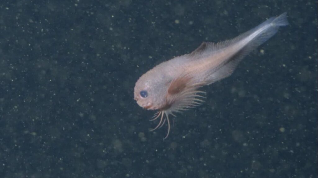 İlk defa görüntülendi: 4 bin metre sürpriz getirdi