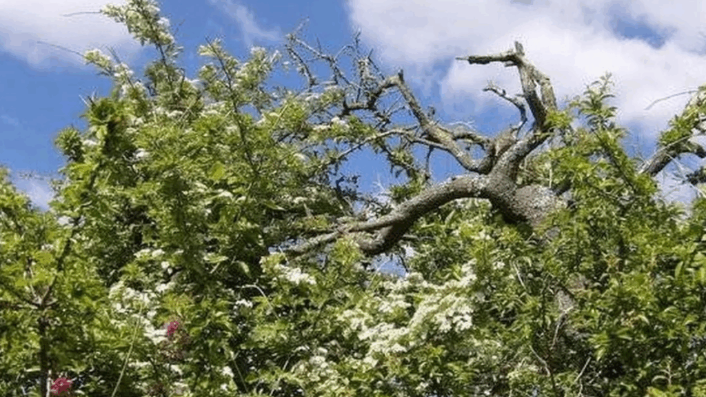 İngilizler kasım ayında bu ağaç asla dokunmazlar: İşte nedeni
