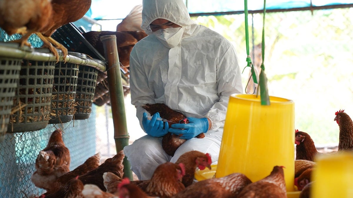 Kuş gribi paniğiyle binlerce tavuk itlaf edildi