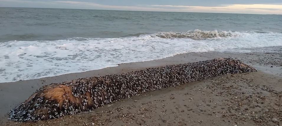 Yaratık yıllar sonra sahile vurdu! Canlı yakalayan servetin sahibi olacak