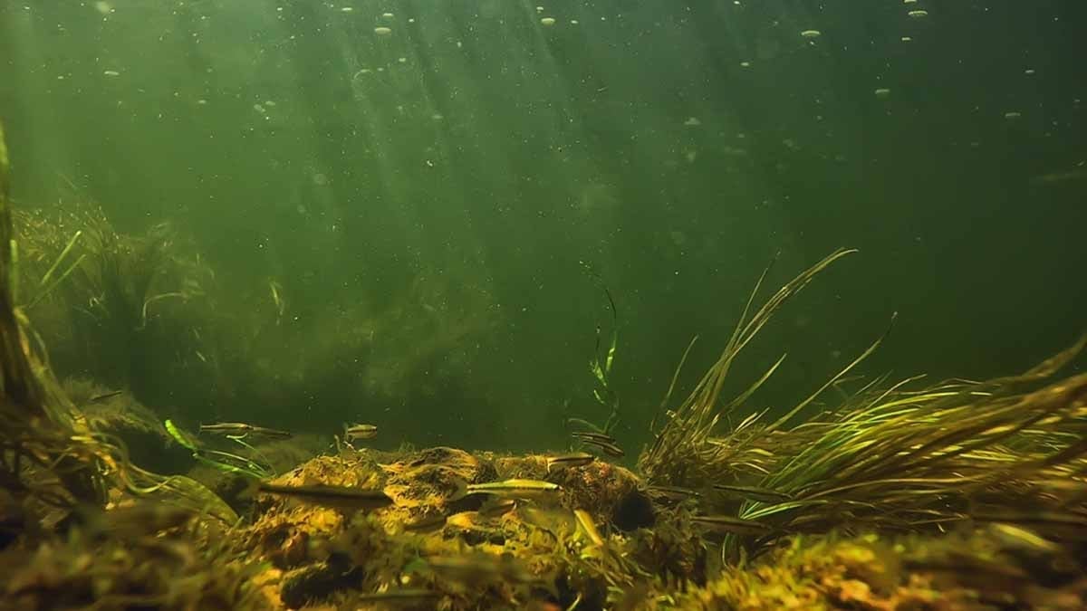 300 yıllık yaratık keşfedildi