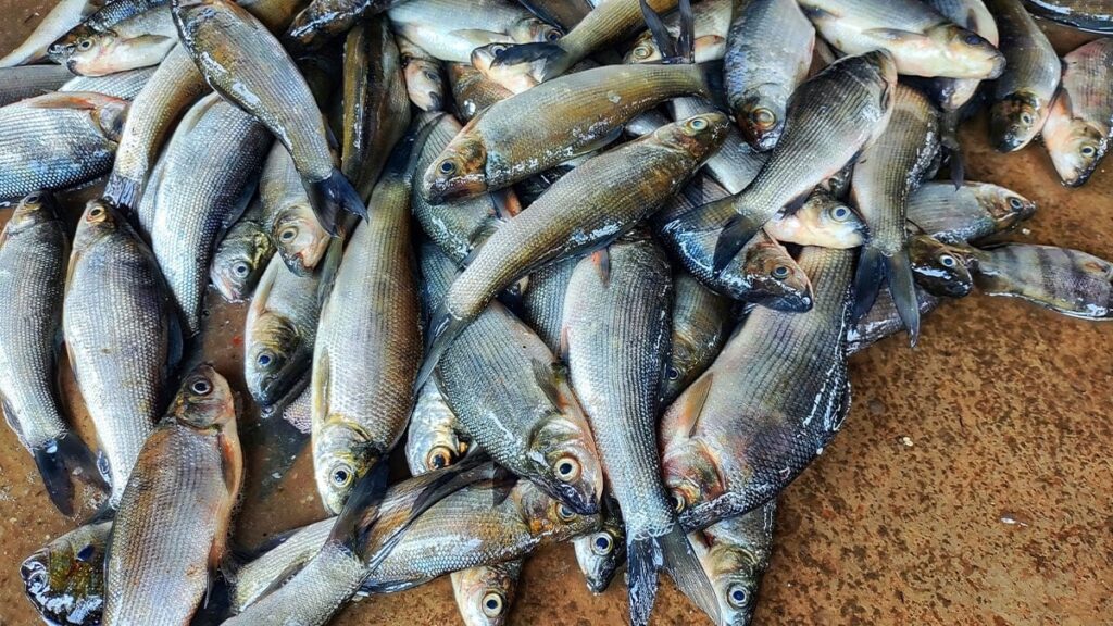 450 kilo balıkla hayatlarının dersini verdi