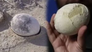 70 milyon yıllık mükemmel bir dinozor yumurtası bulundu: Şimdi içini inceleyecekler