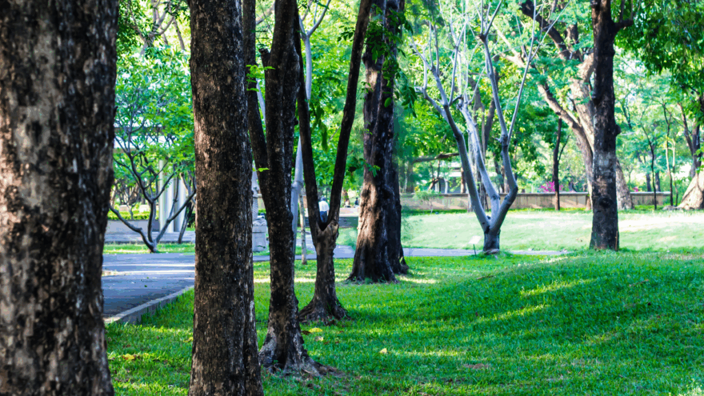 70 yıldır görülmeyen değerli ot parkta ortaya çıktı: Bilim insanları alana akın etti