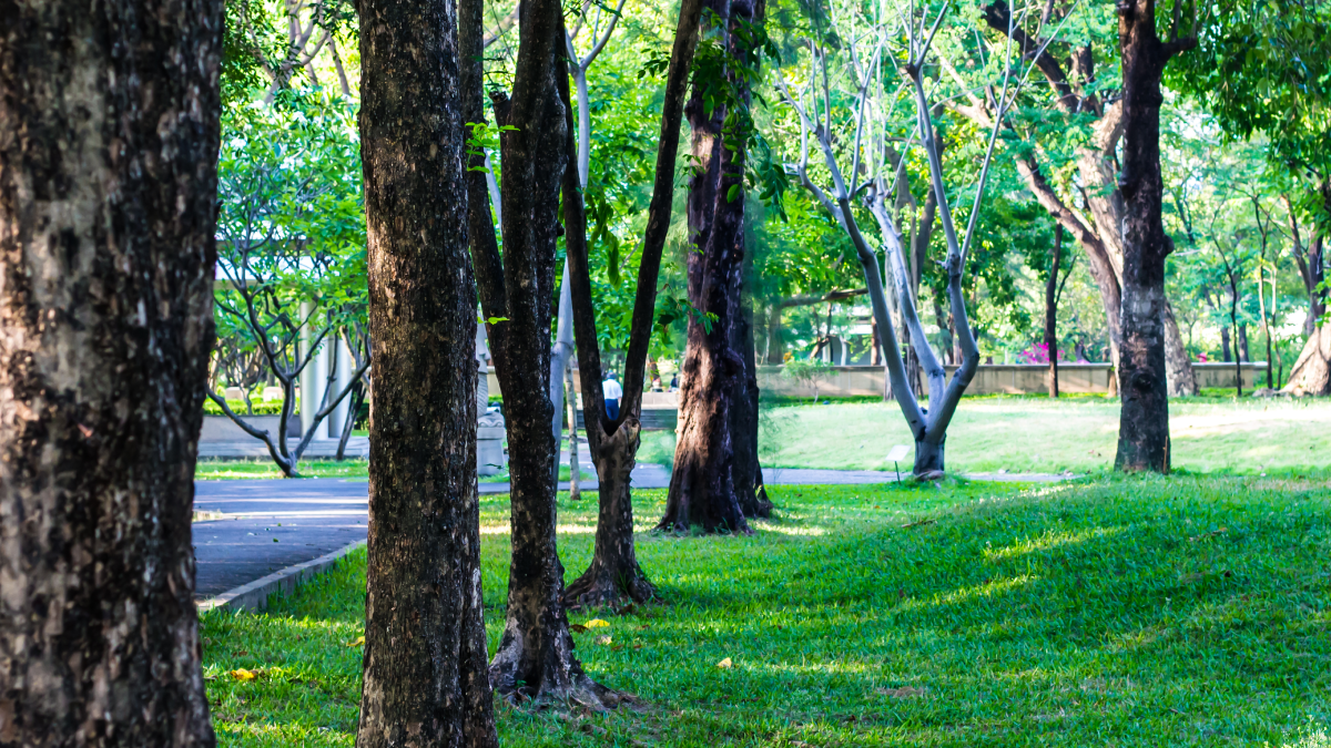 70 yıldır görülmeyen değerli ot parkta ortaya çıktı: Bilim insanları alana akın etti