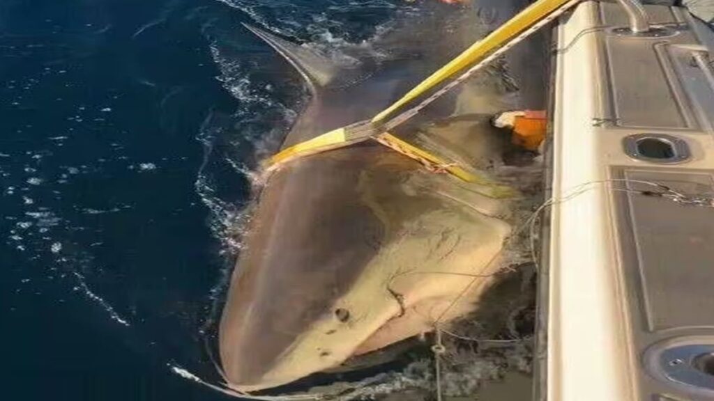 750 kiloluk dev balığı yakaladılar