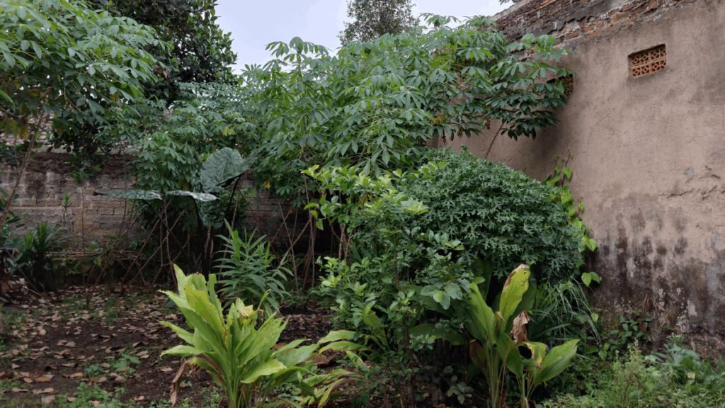 Arka bahçesindeki masum bitki meğer bela çıktı: Gören ev sahibini uyardı