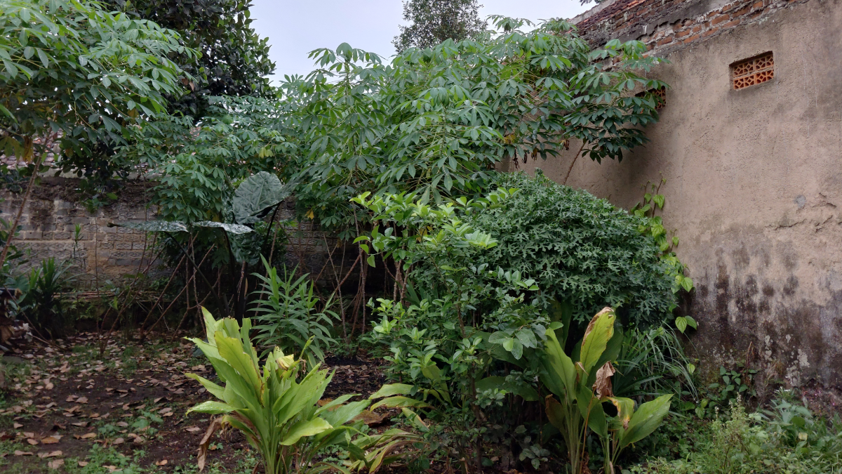 Arka bahçesindeki masum bitki meğer bela çıktı: Gören ev sahibini uyardı