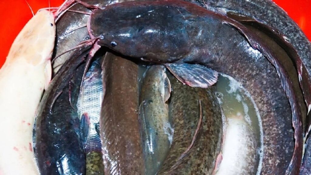 Çıkan selde servet sahibi oldu: Yakaladığı devasa balıklar zengin etti