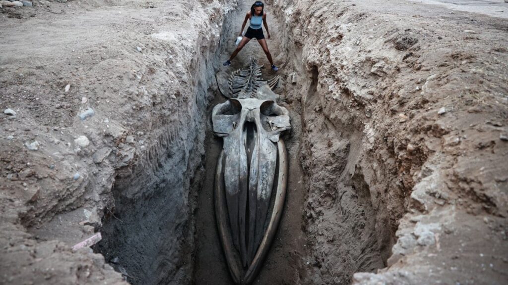 Dört yıl önce kıyıya vurmuştu: Dev canlının kalıntıları Mersin’de bulundu