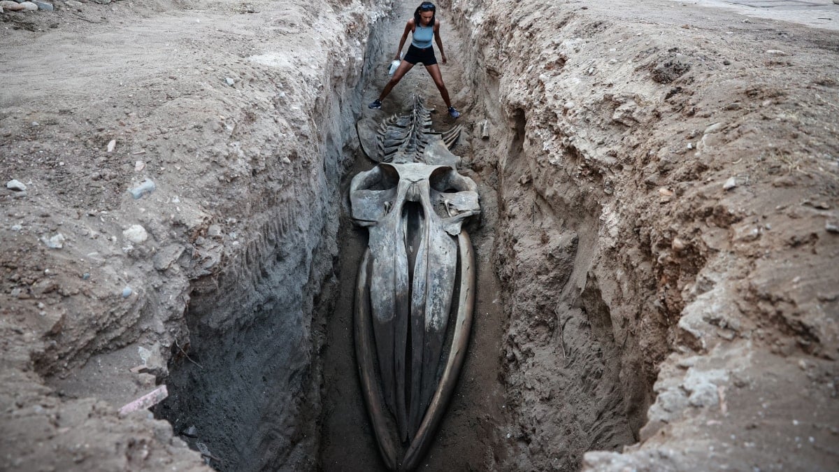 Dört yıl önce kıyıya vurmuştu: Dev canlının kalıntıları Mersin’de bulundu