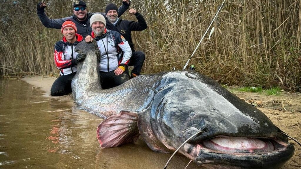 Dünyanın en büyük balığını yakaladılar