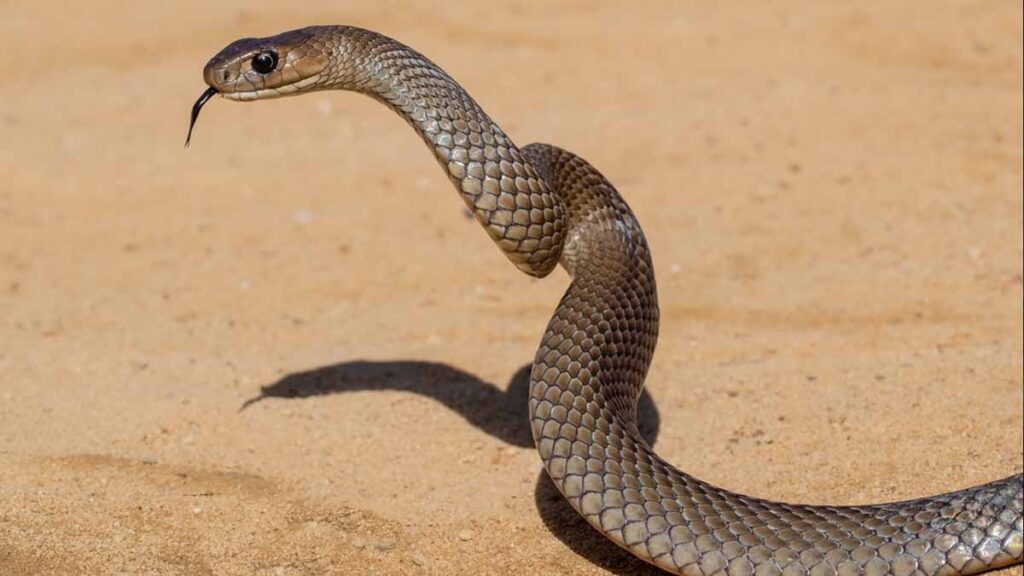 En çok yılan türüne sahip 4 ülke