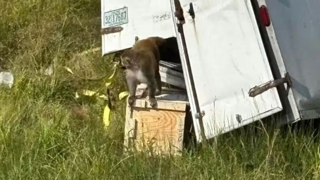 Hastalıklı maymunlar sokaklara saçıldı