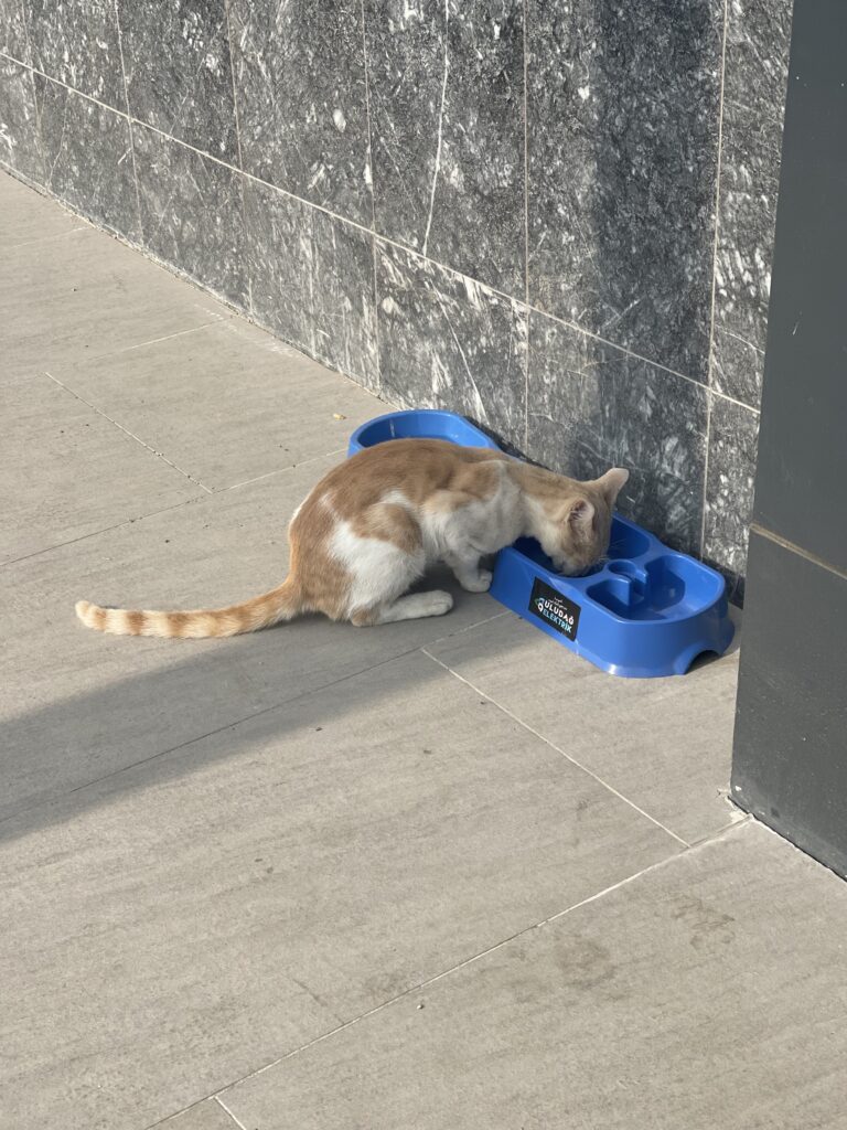 “Sevgimiz, Enerjimiz Sizinle” Projesi Sokak Hayvanlarına Umut Olmaya Devam Ediyor