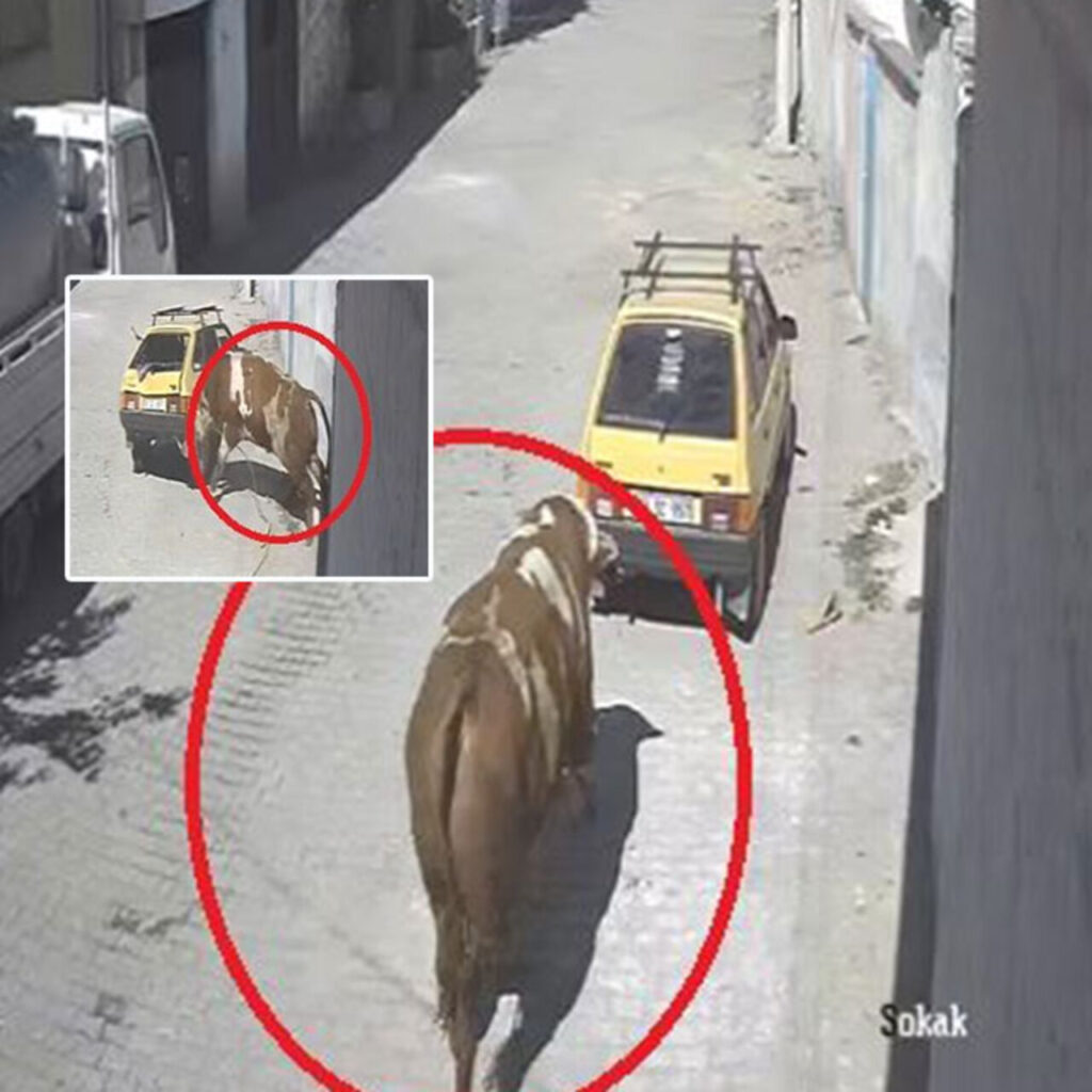 Kaçan boğanın otomobille imtihanı kamerada!